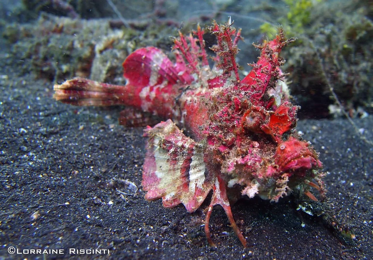 Devil Scorpionfish