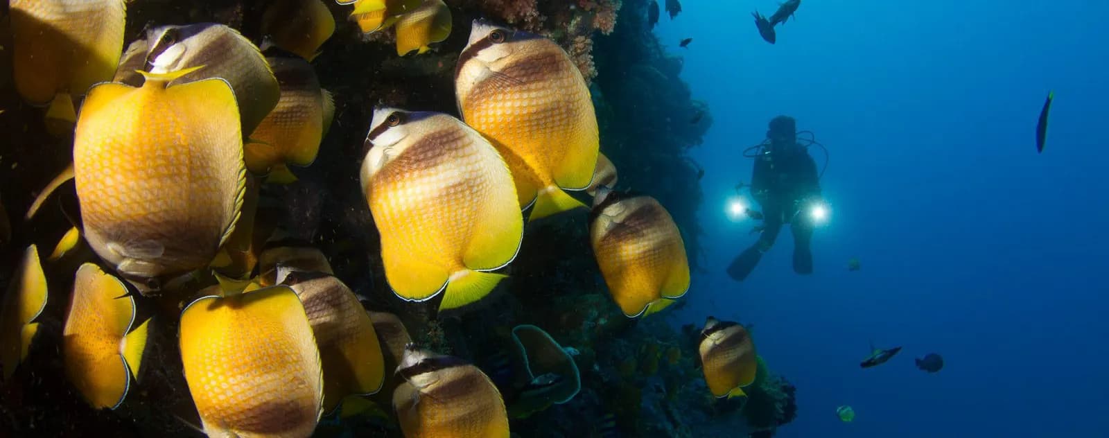 Diver with butterflyfish