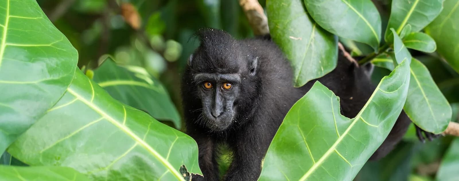 Celebes crested macaque at Tangkoko Nature Reserve