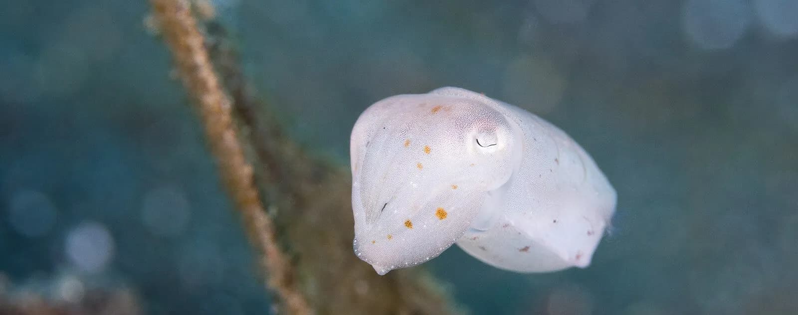 Lembeh Strait Critter Diving