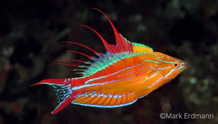 Flasher wrasse