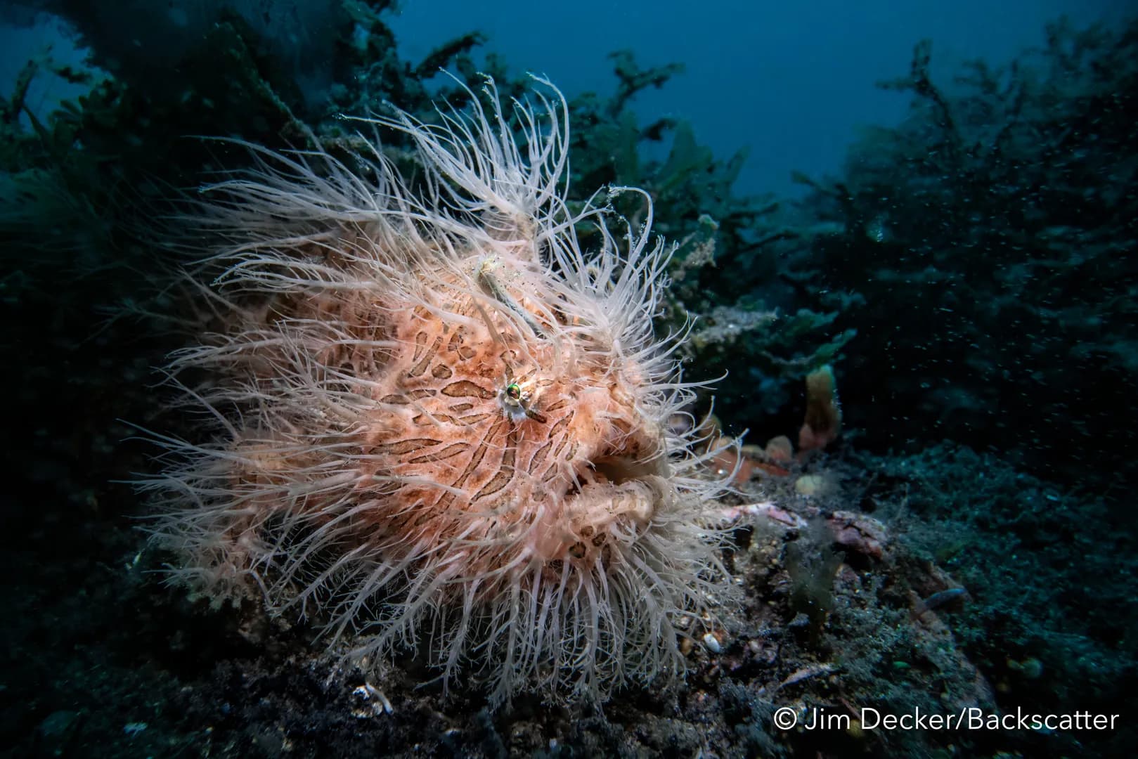 jimlembeh1.jpg