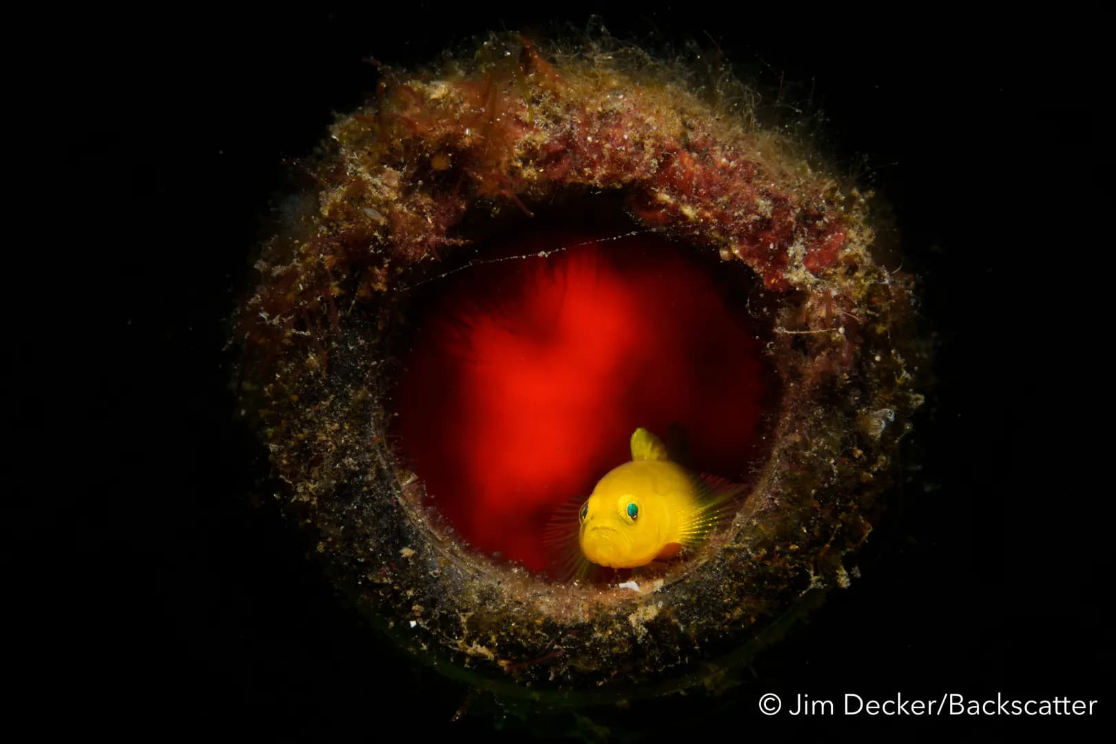 jimlembeh.jpg