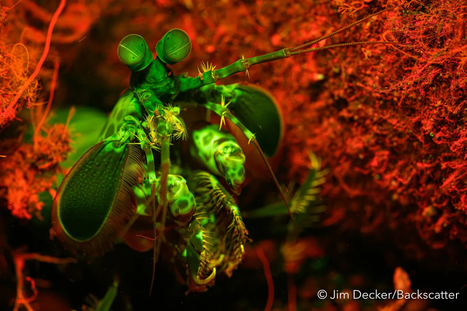 jimlembeh2.jpg