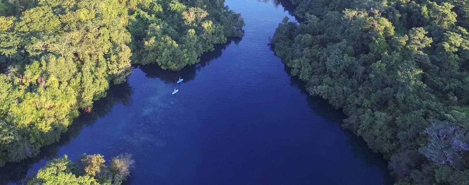 Paddling through mangrove forests