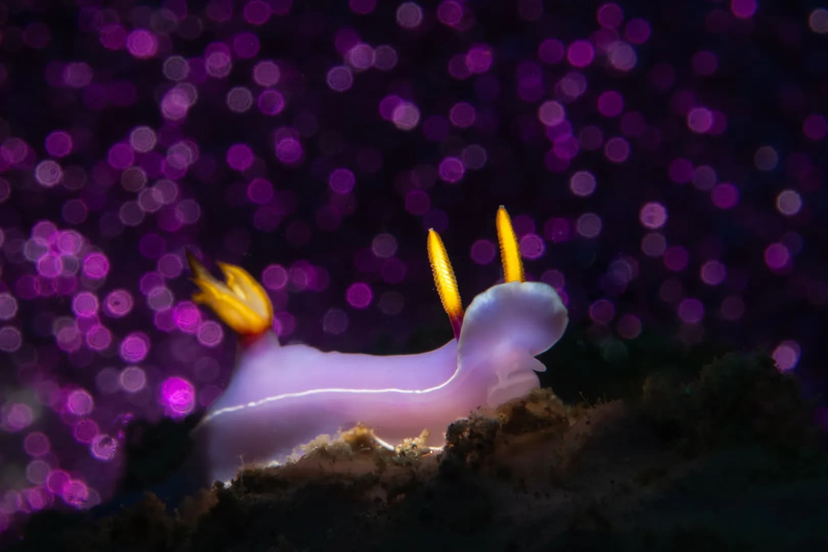 Nudibranch