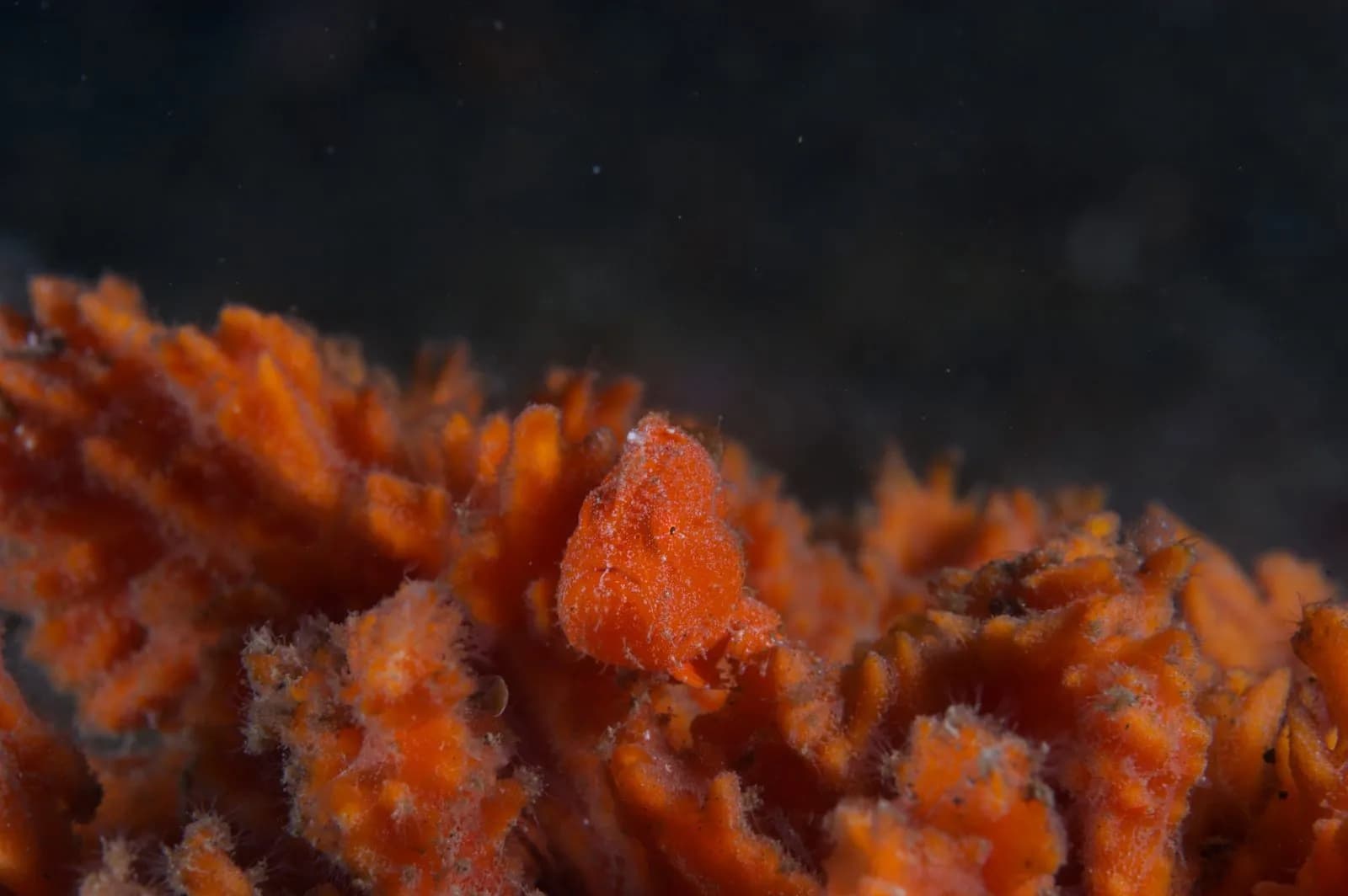 Juvenile Orange Painted Frogfish, Opo'S, Lembeh Strait Indonesia 2017