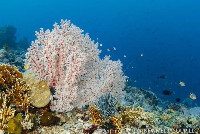 Reef diving in Lembeh