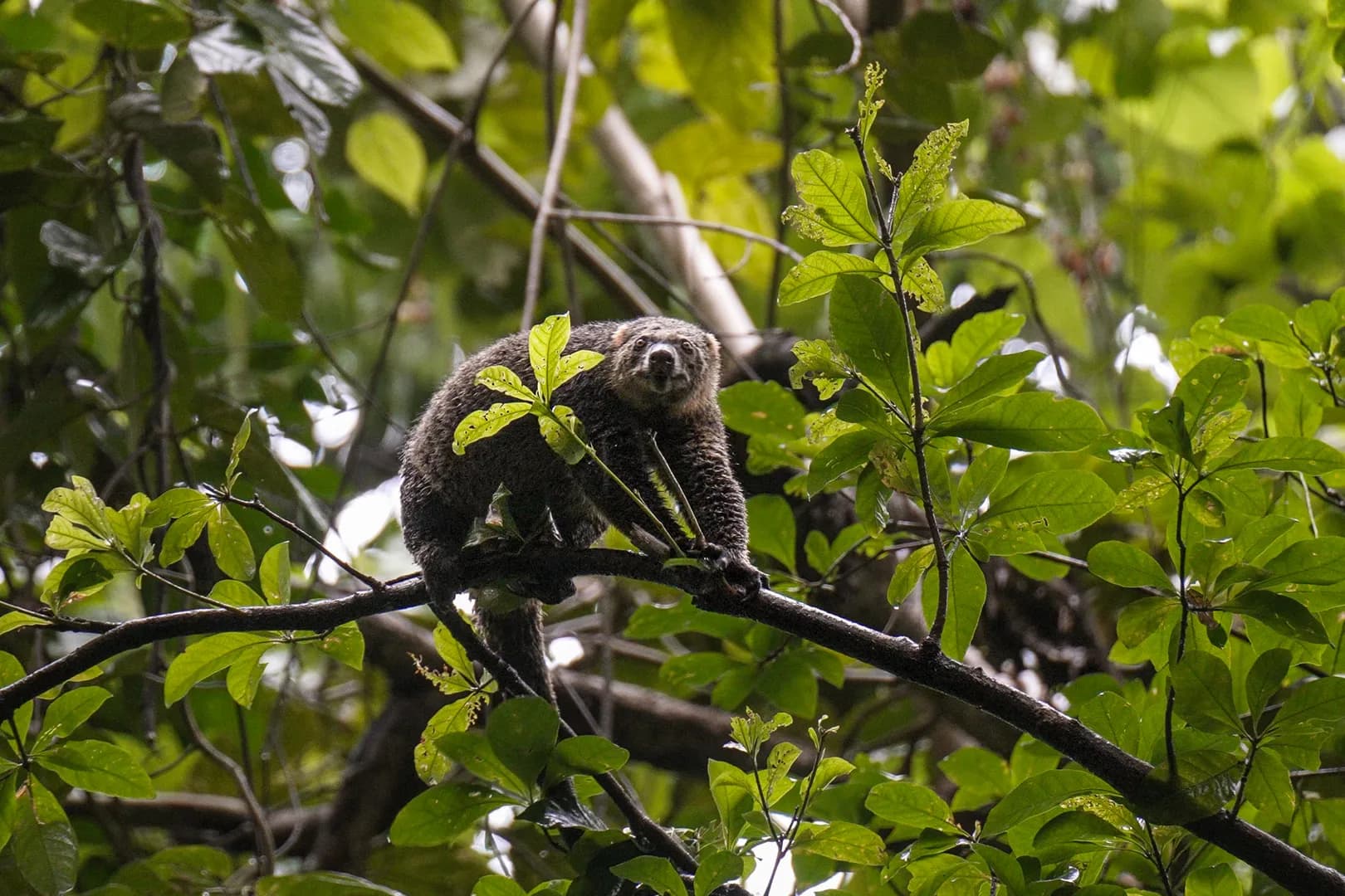 Tangkoko Cuscus