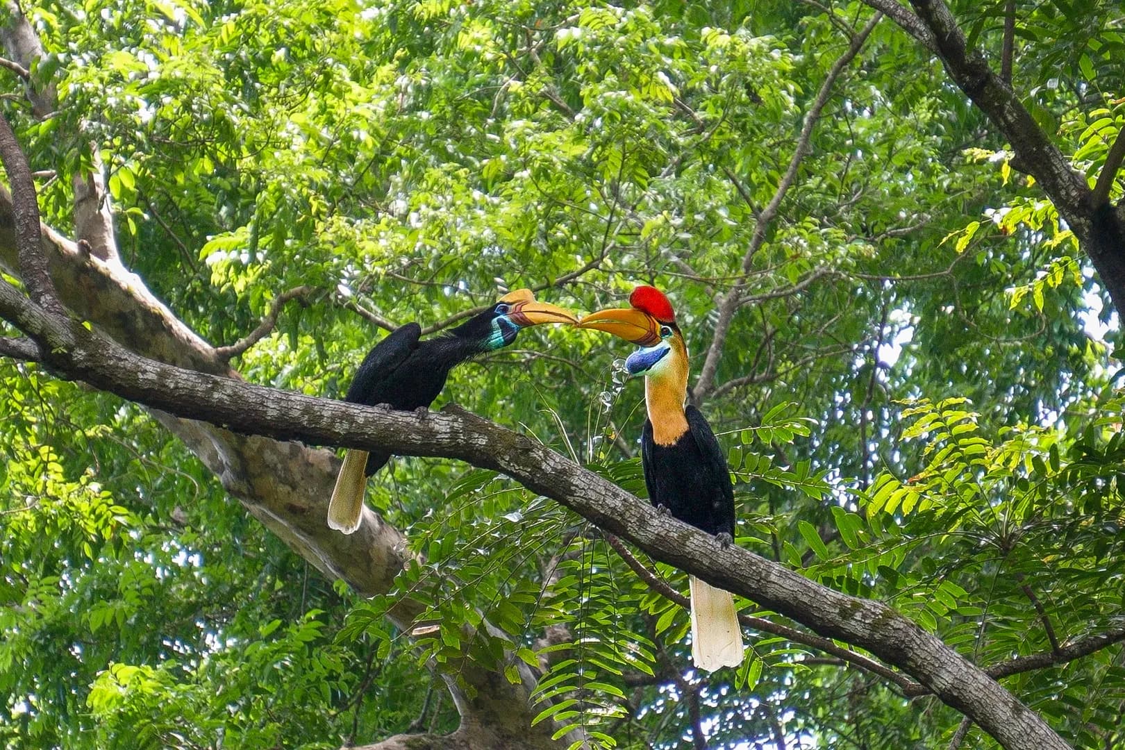 Tangkoko hornbills