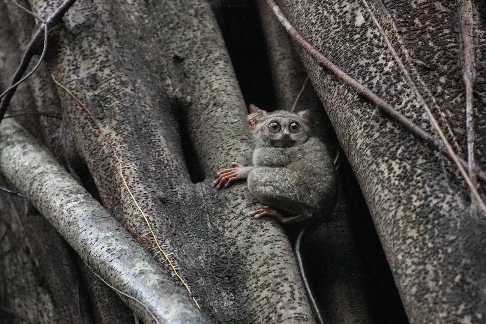 Tangkoko Tarsier