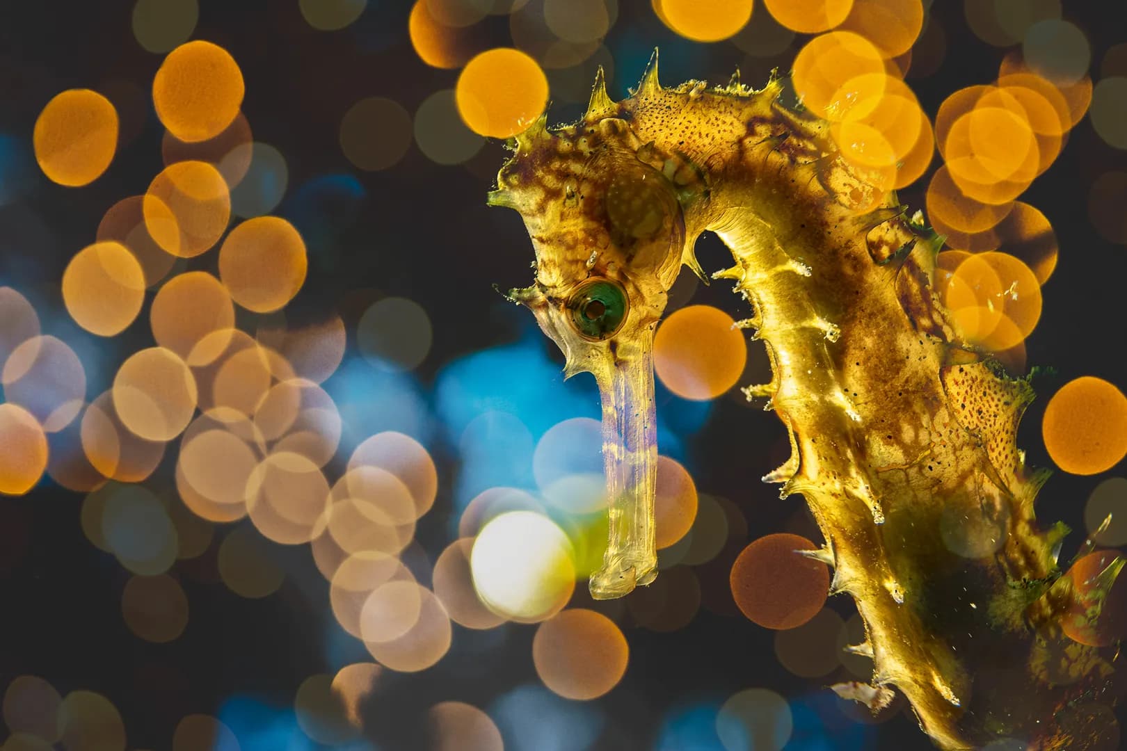 Saeed-Lembeh-10.jpg