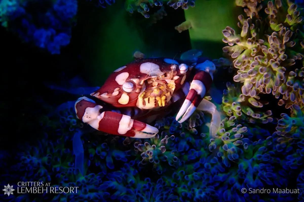 Night dive in Lembeh