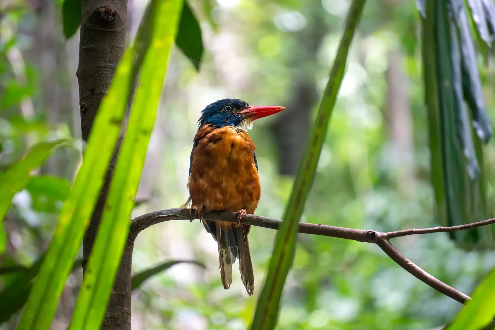 Tangkoko Kingfisher