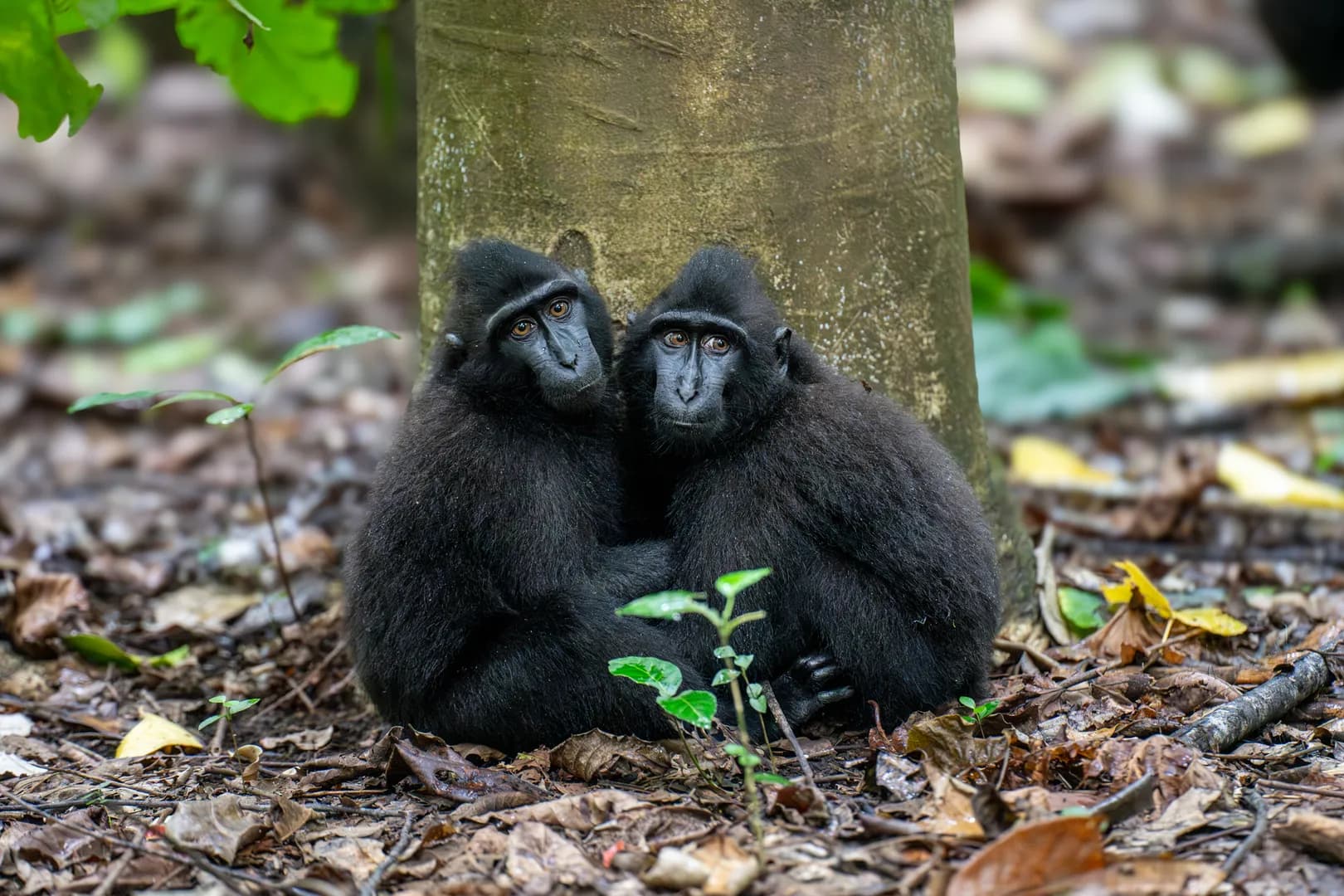 Tangkoko Black Macaque