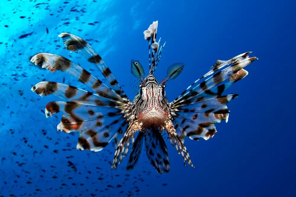 Lionfish