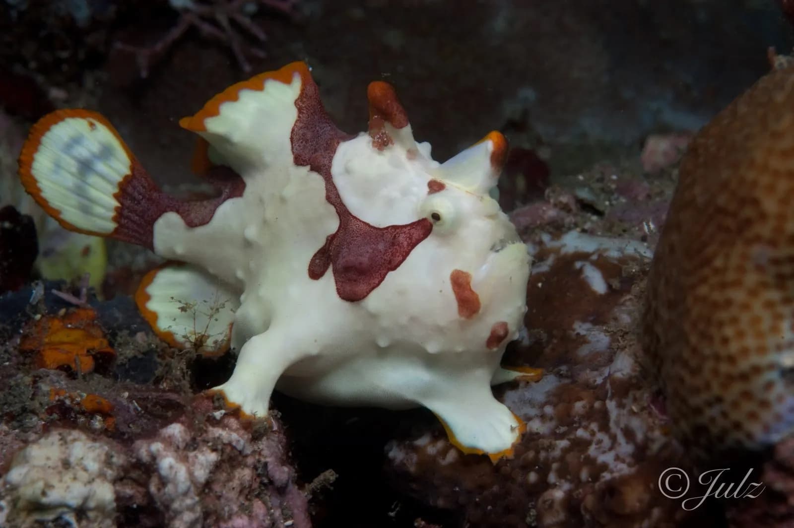 WARTY FROGFISH (ANTENNARIUS MACULATUS)