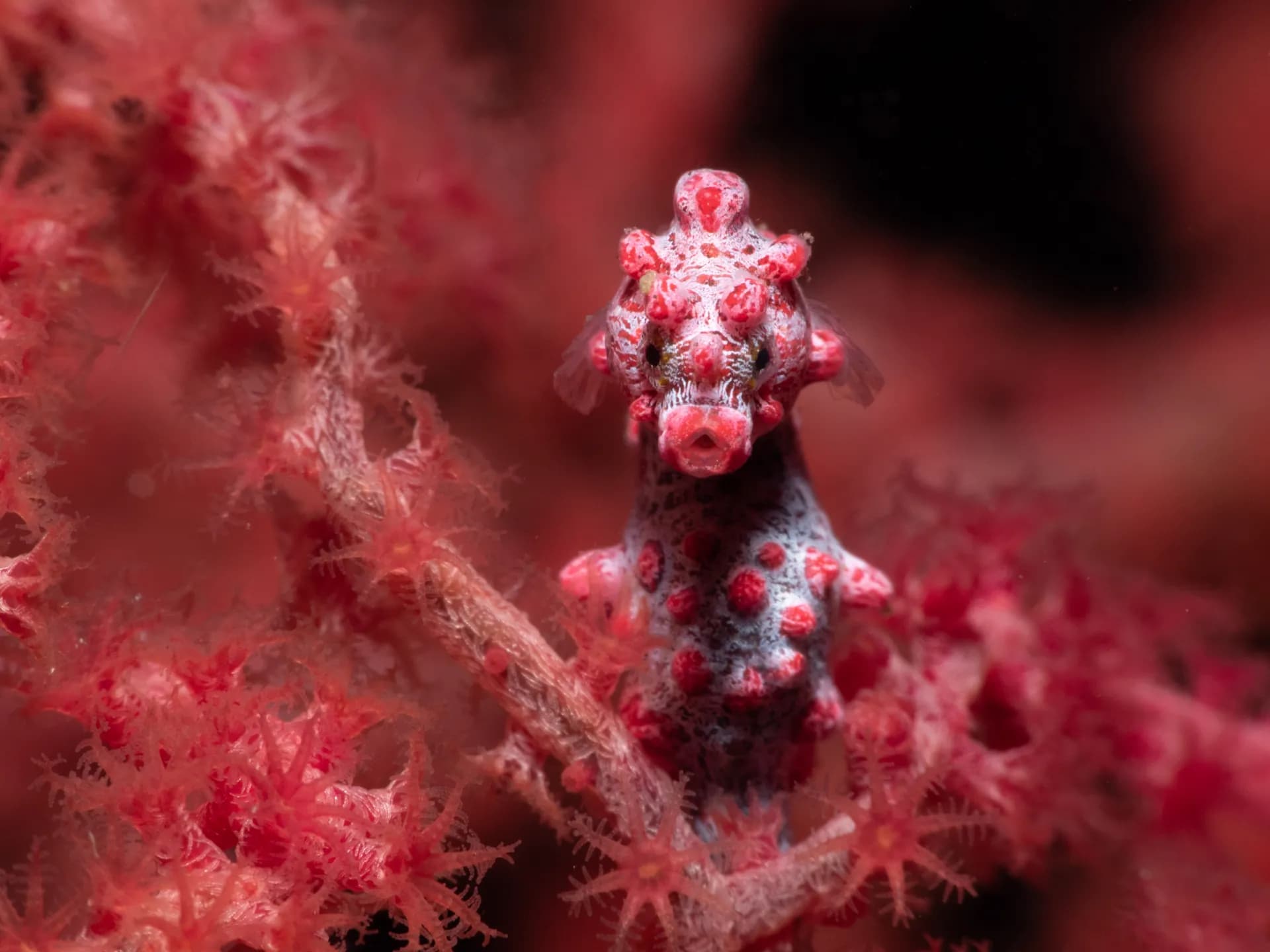Hippocampus bargibanti