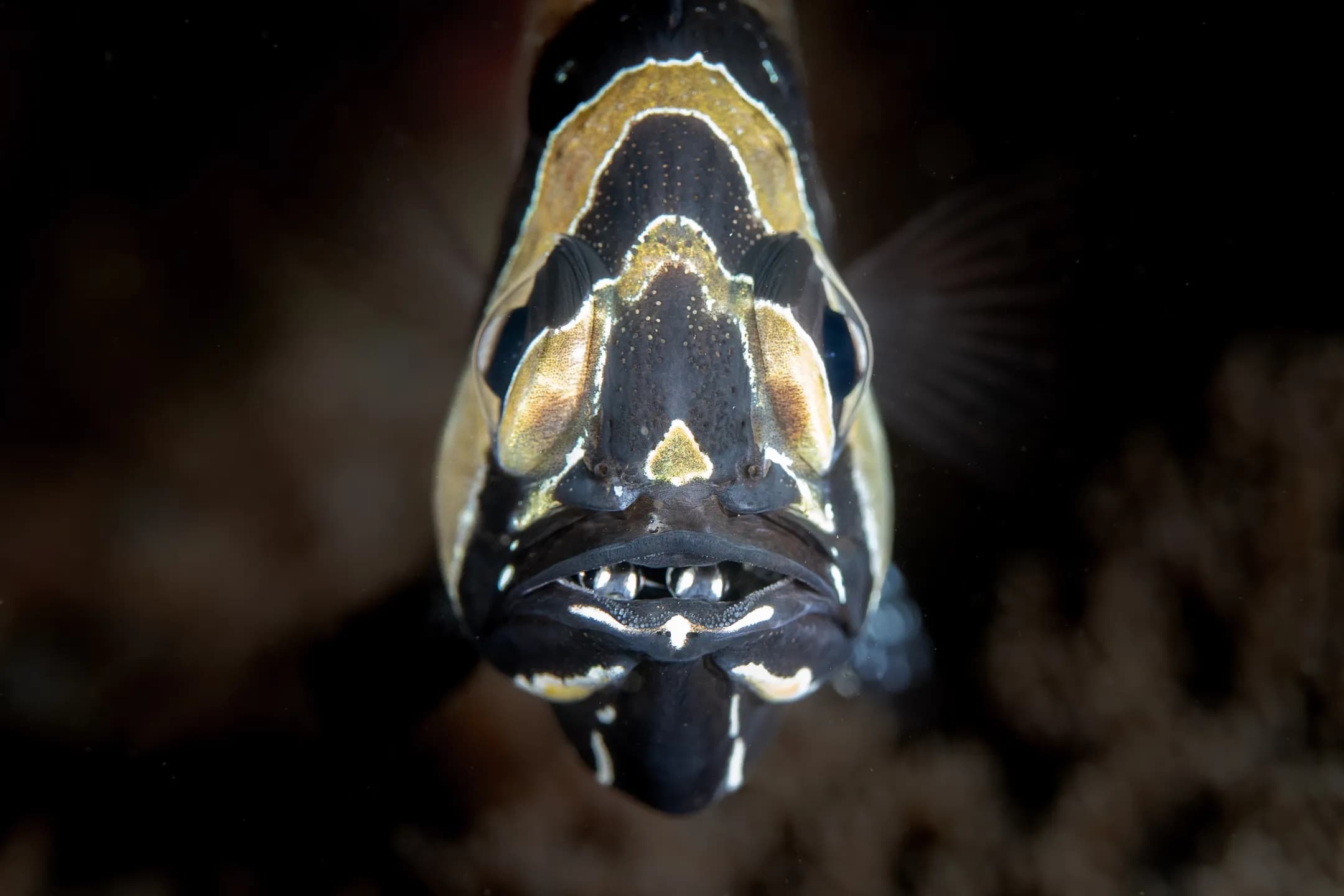 Copyright Carter Ruatimbang