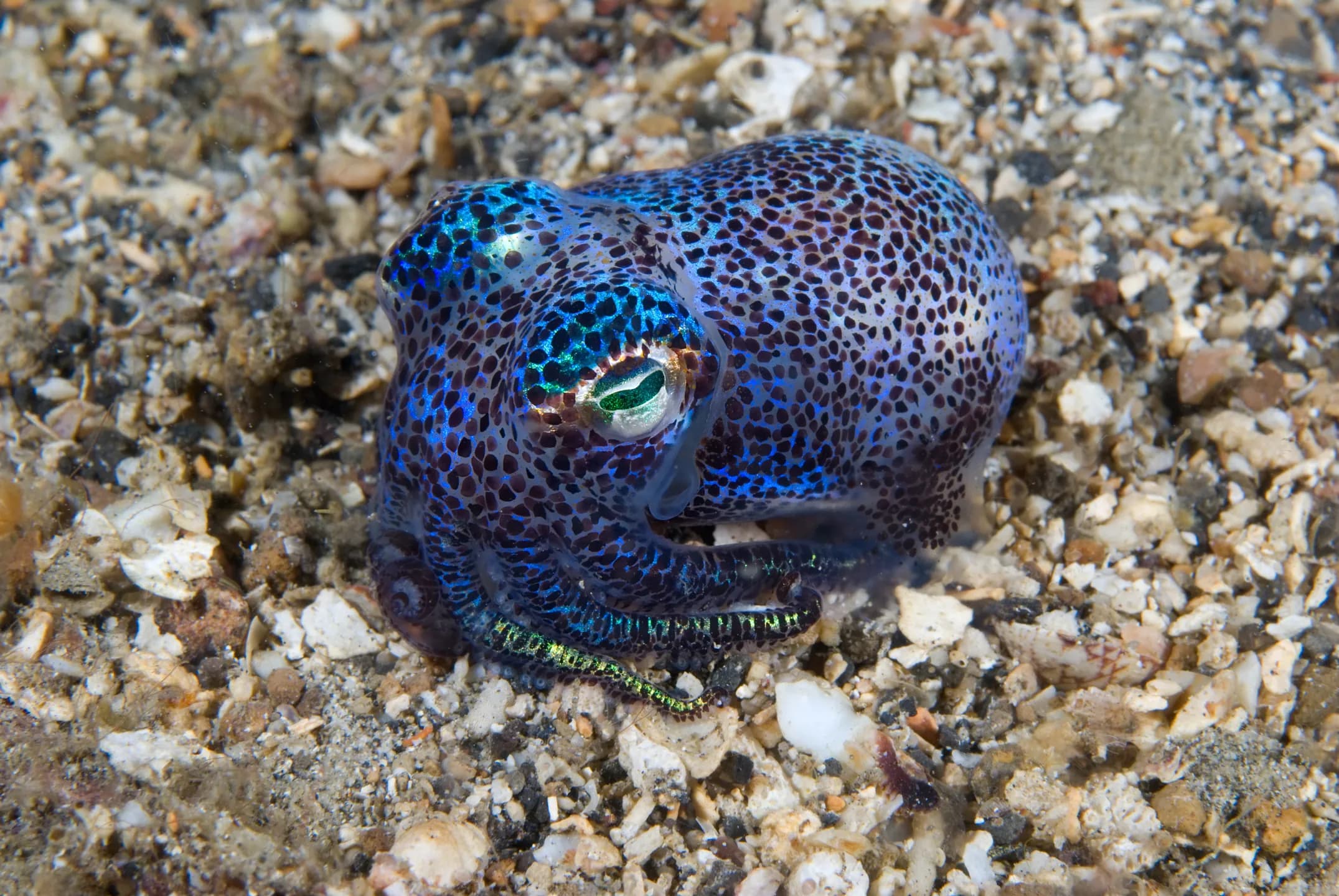 Copyright Jones Shimlock