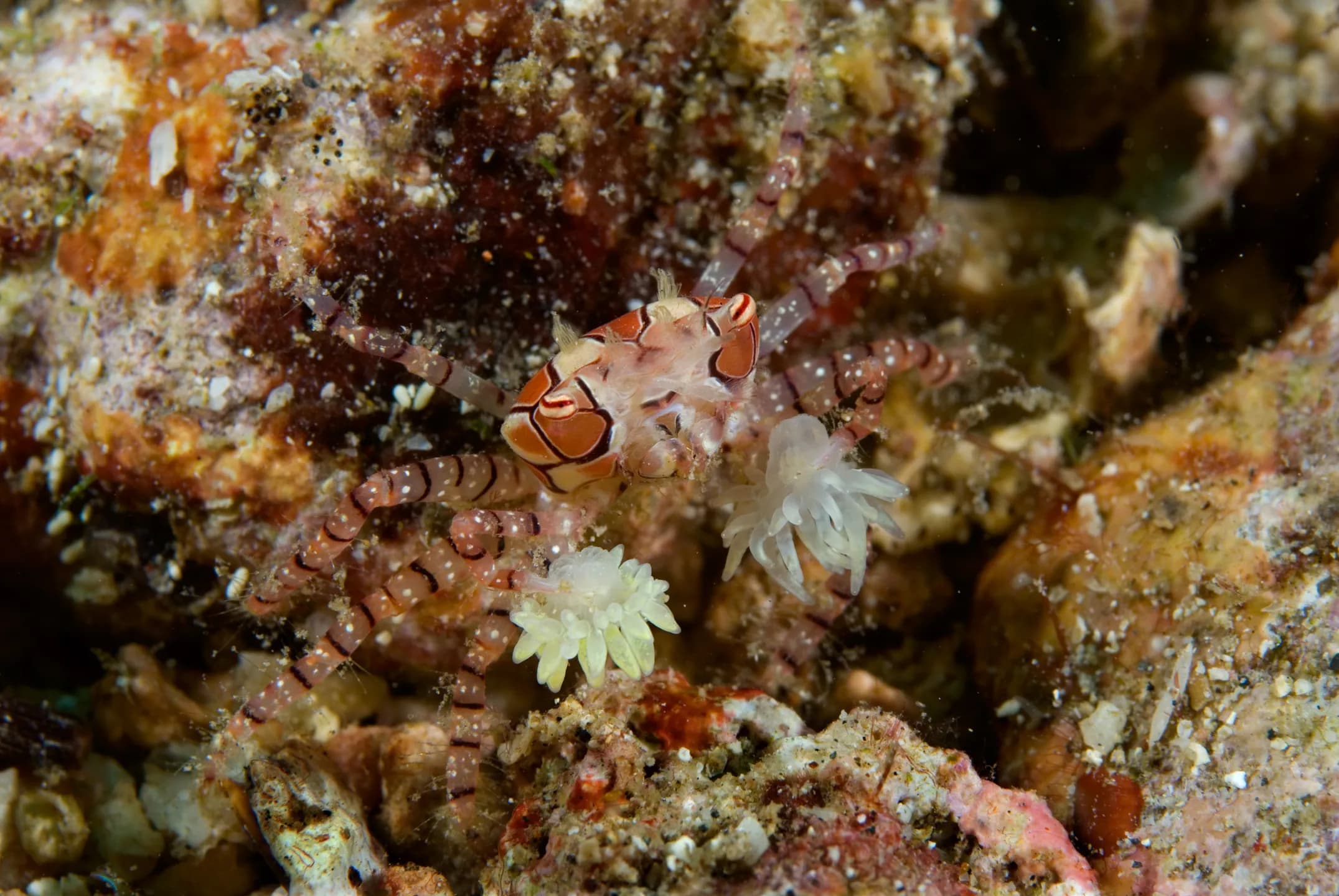 Copyright Jones Shimlock