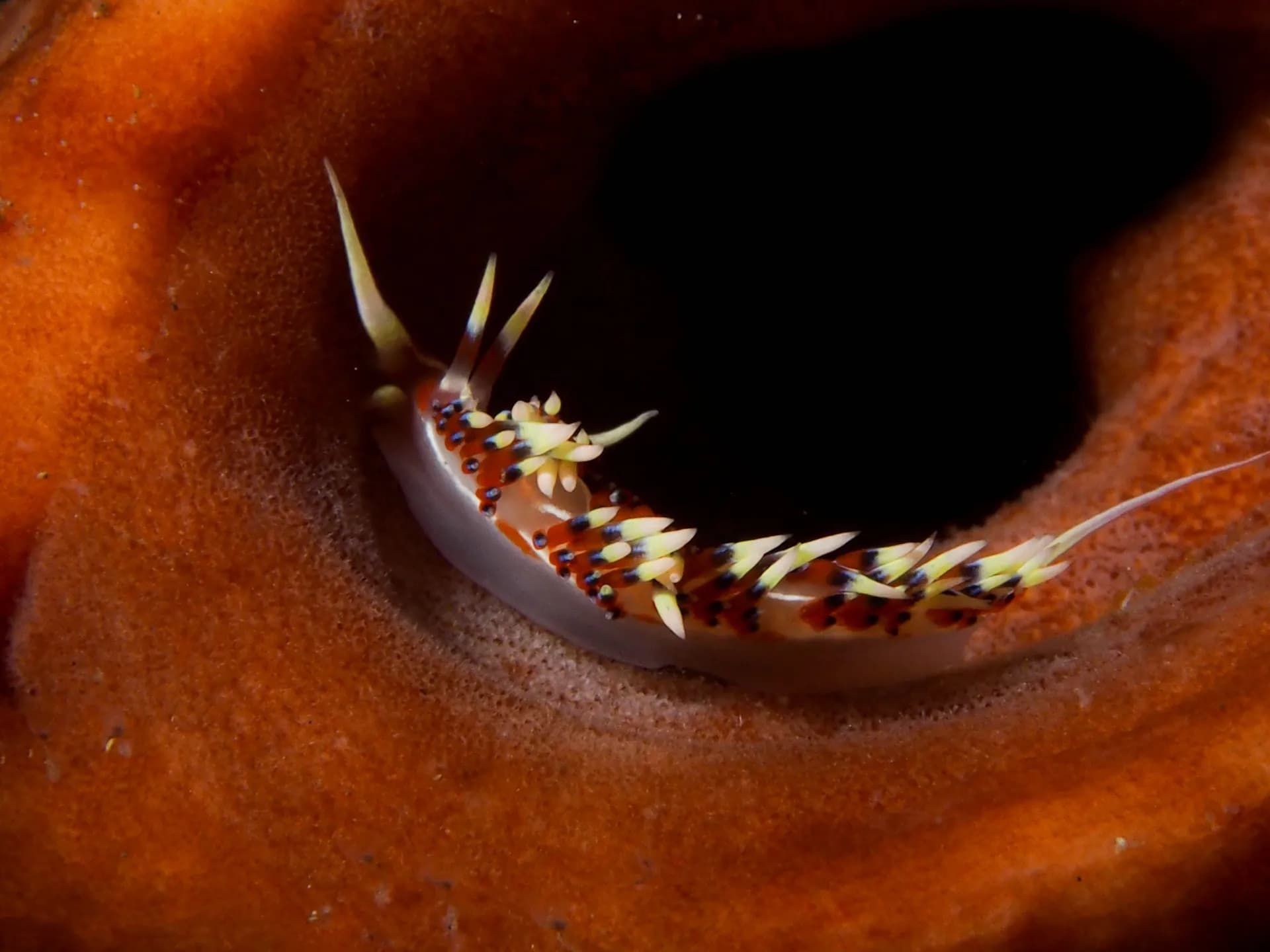 Copyright Bev postma