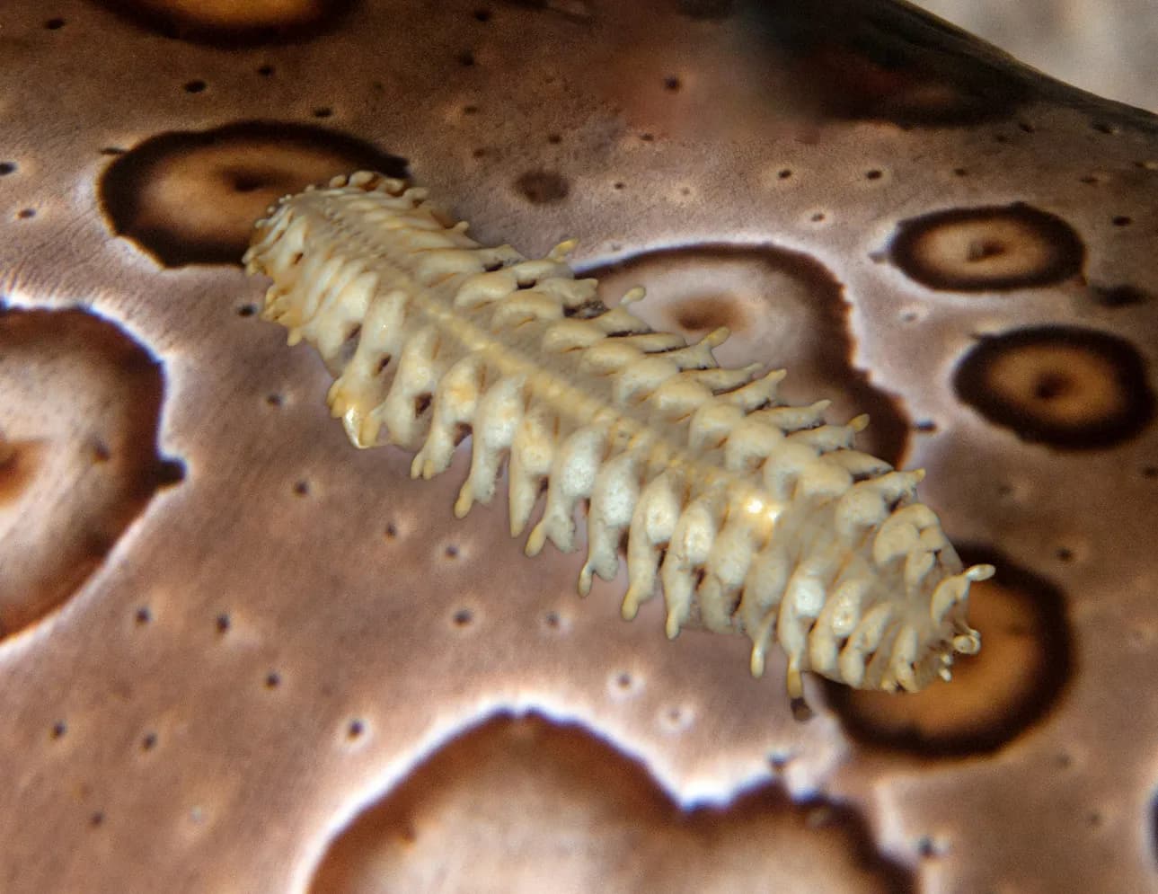 Copyright Vijay Tempombuka