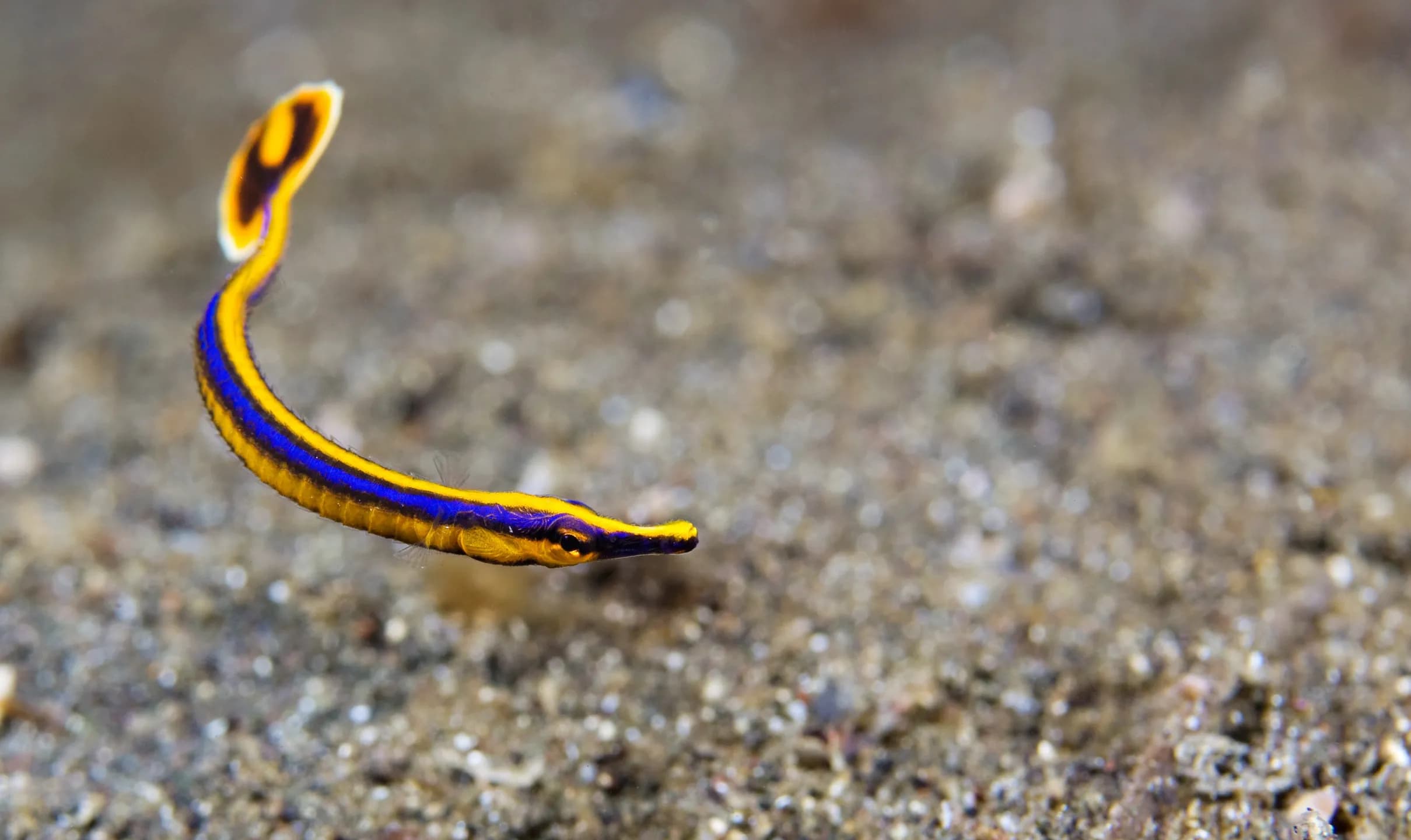 Copyright Marc Kuiper