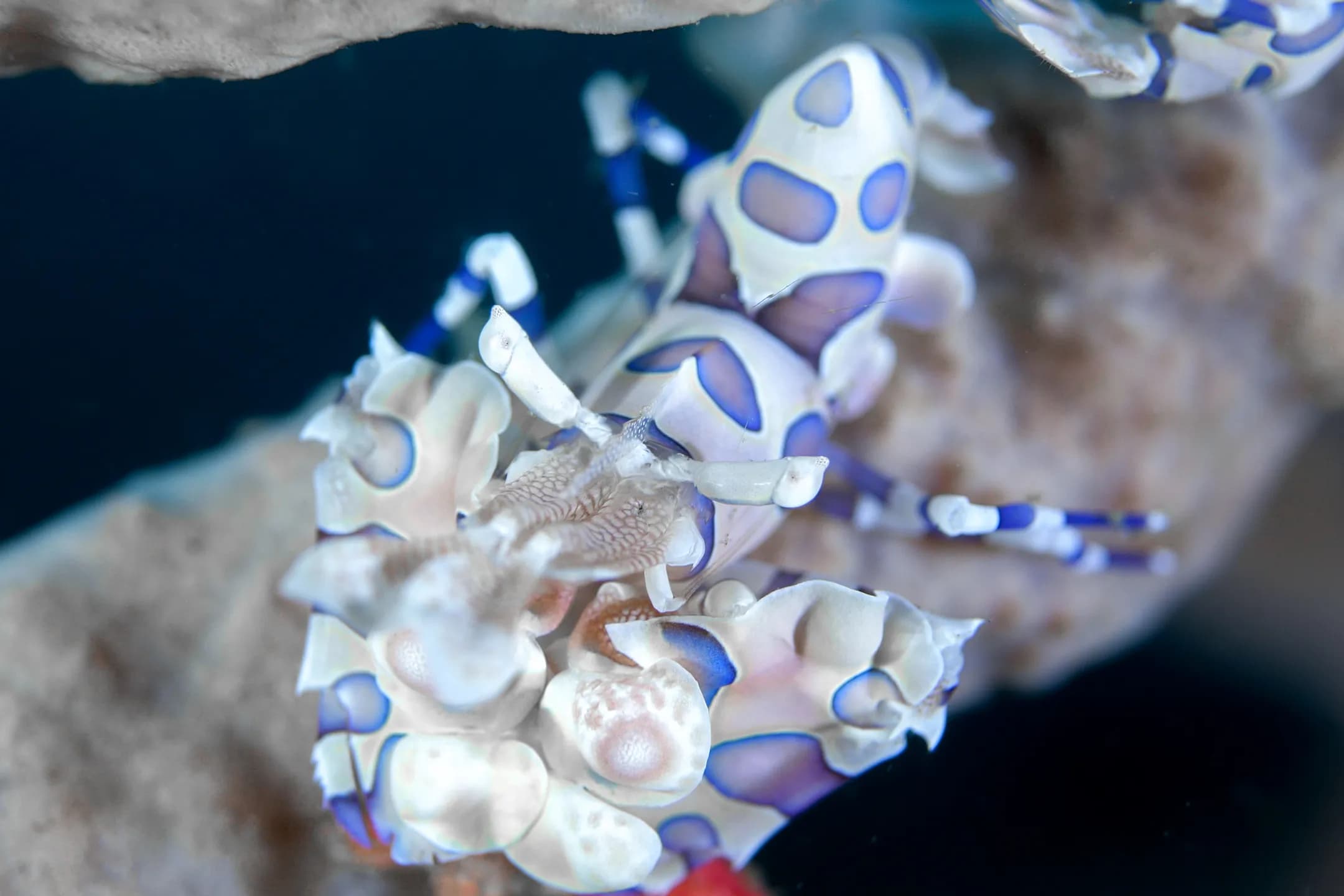 harlequin-shrimp-jacob-guy