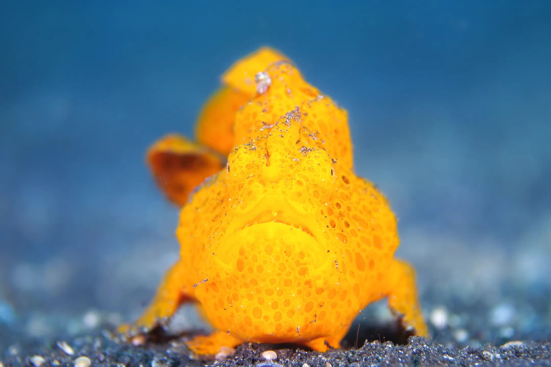 painted-frogfish-jacob-guy