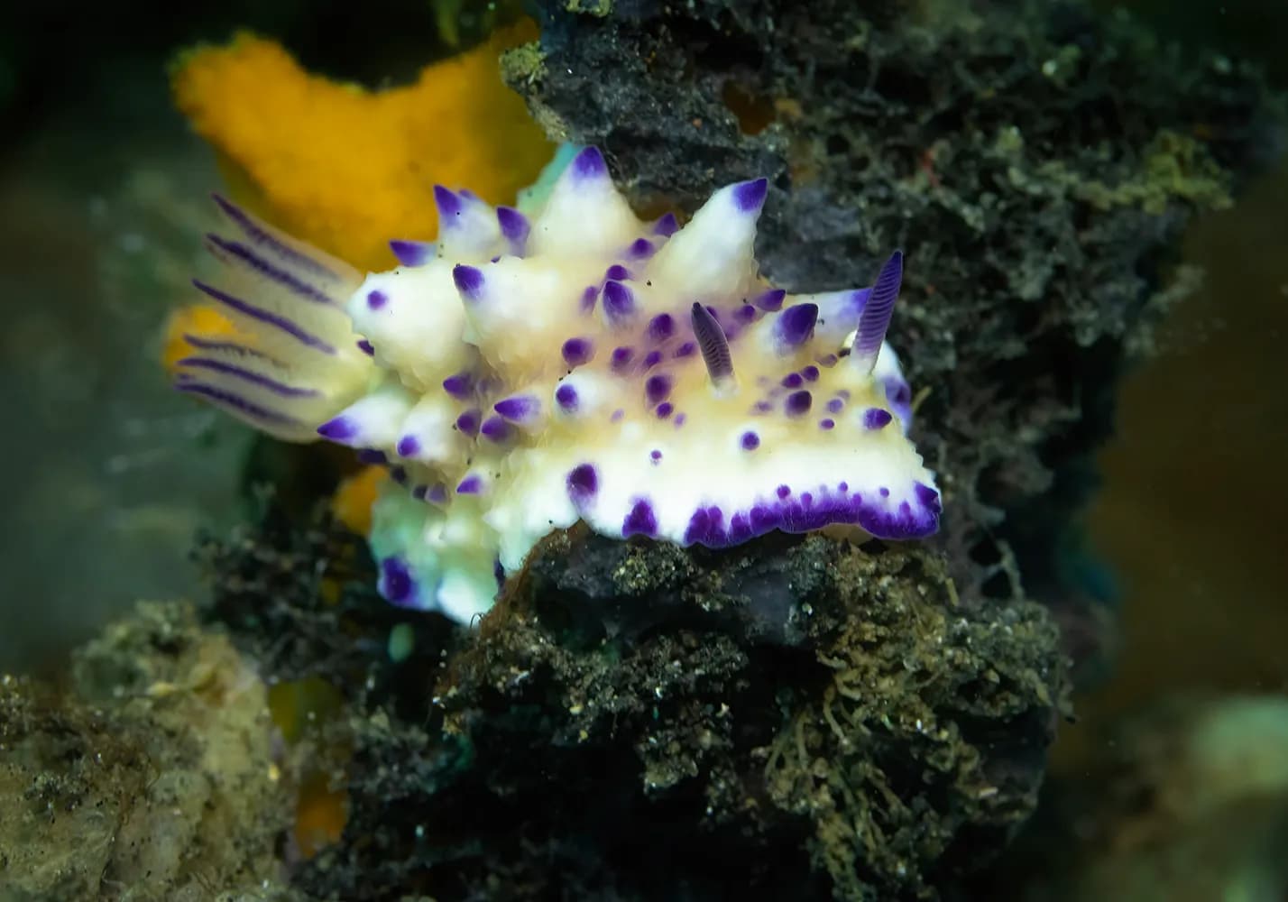 Copyright Charly Clérisse