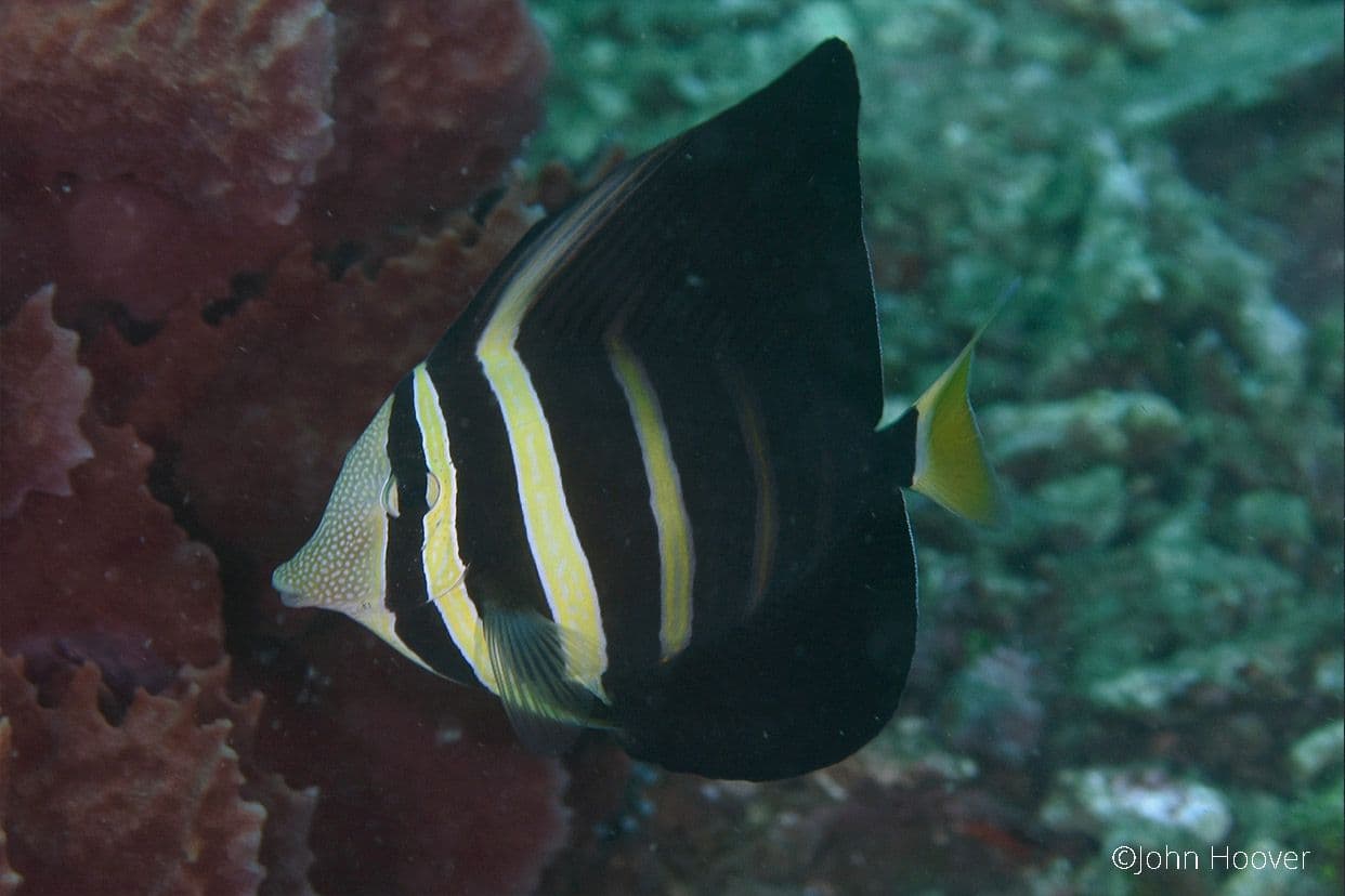 Lembeh Resort