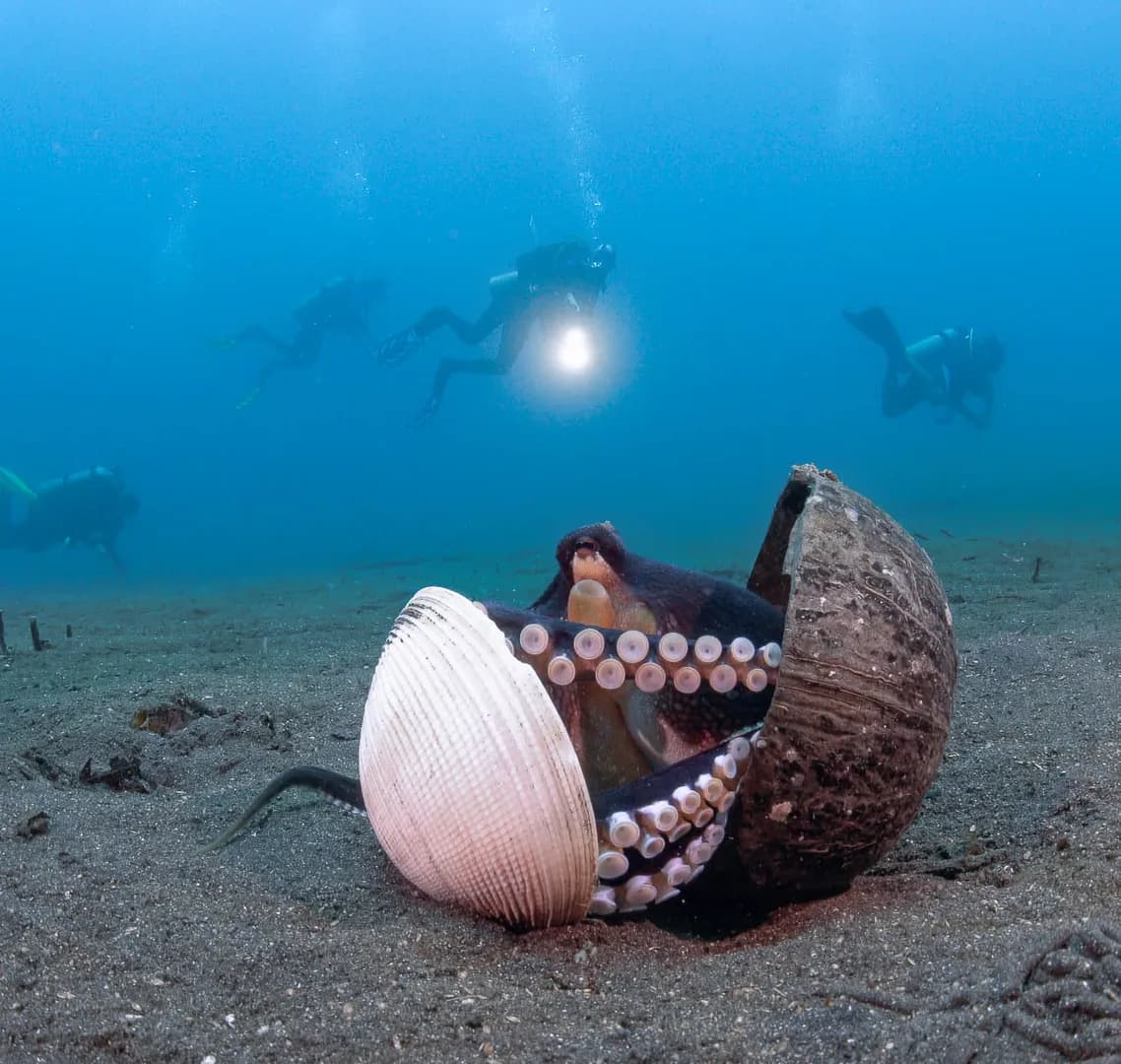 1_CFWA Coconut Octopus.jpg