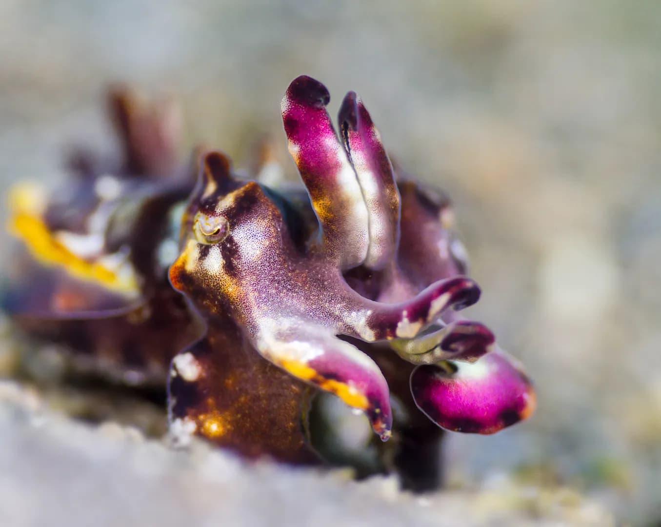 1_Flamboyant Cuttlefish.jpg