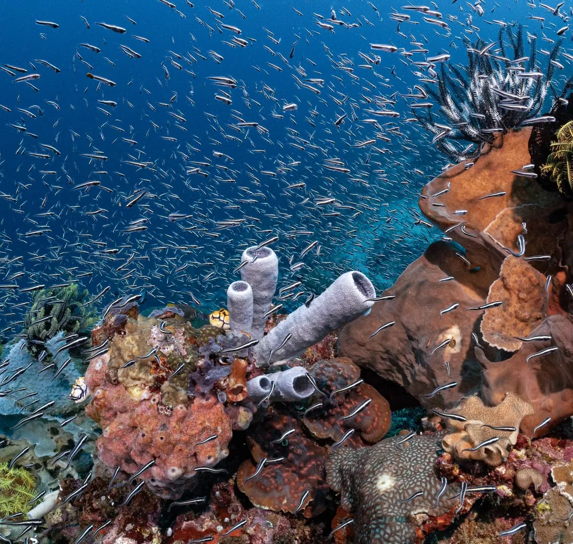 1_Glassfish On Sponges.jpg