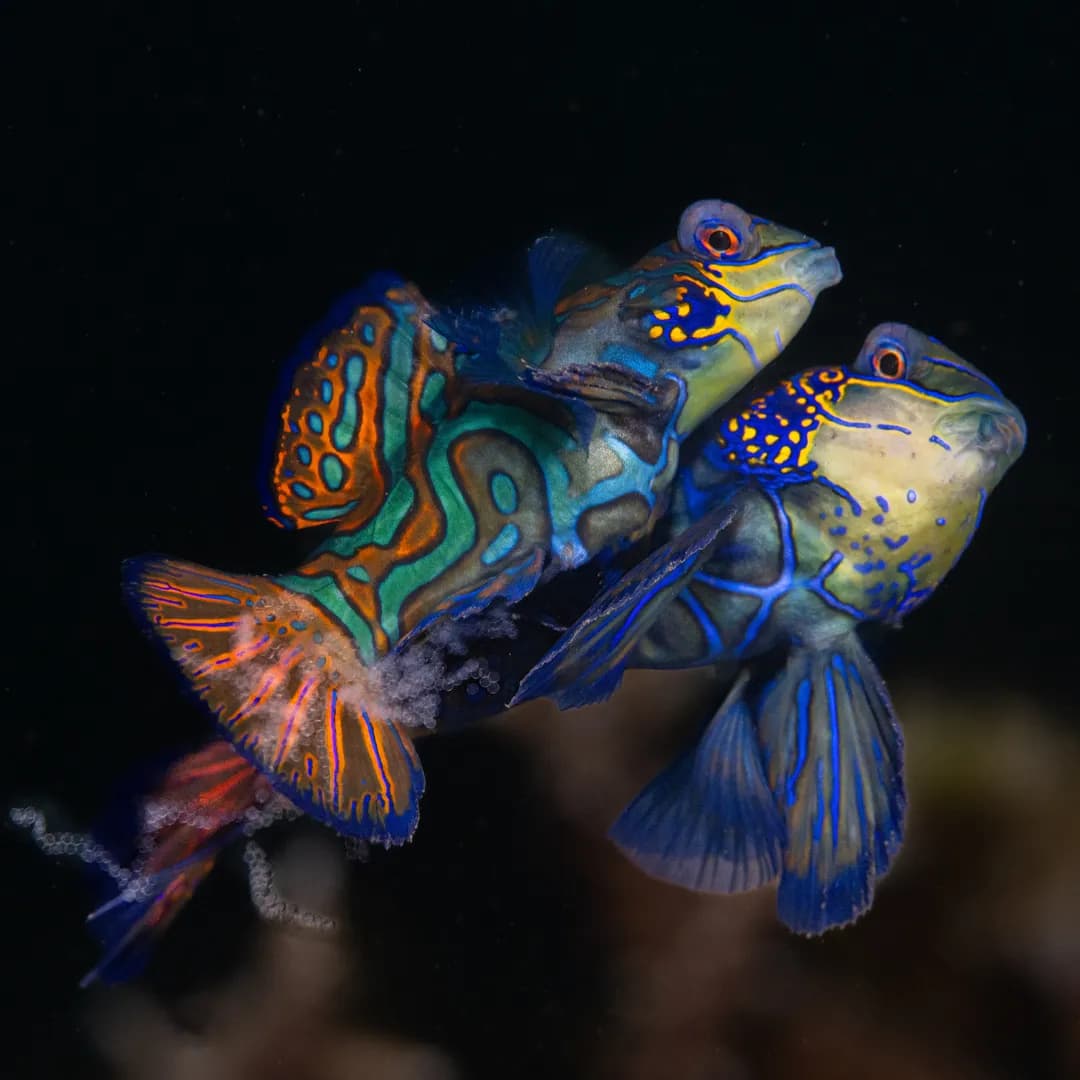 1_Mandarin Fish Dive.jpg