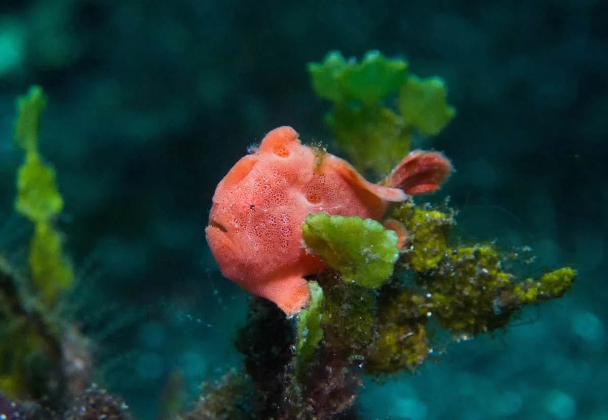 Frogfish Lembeh