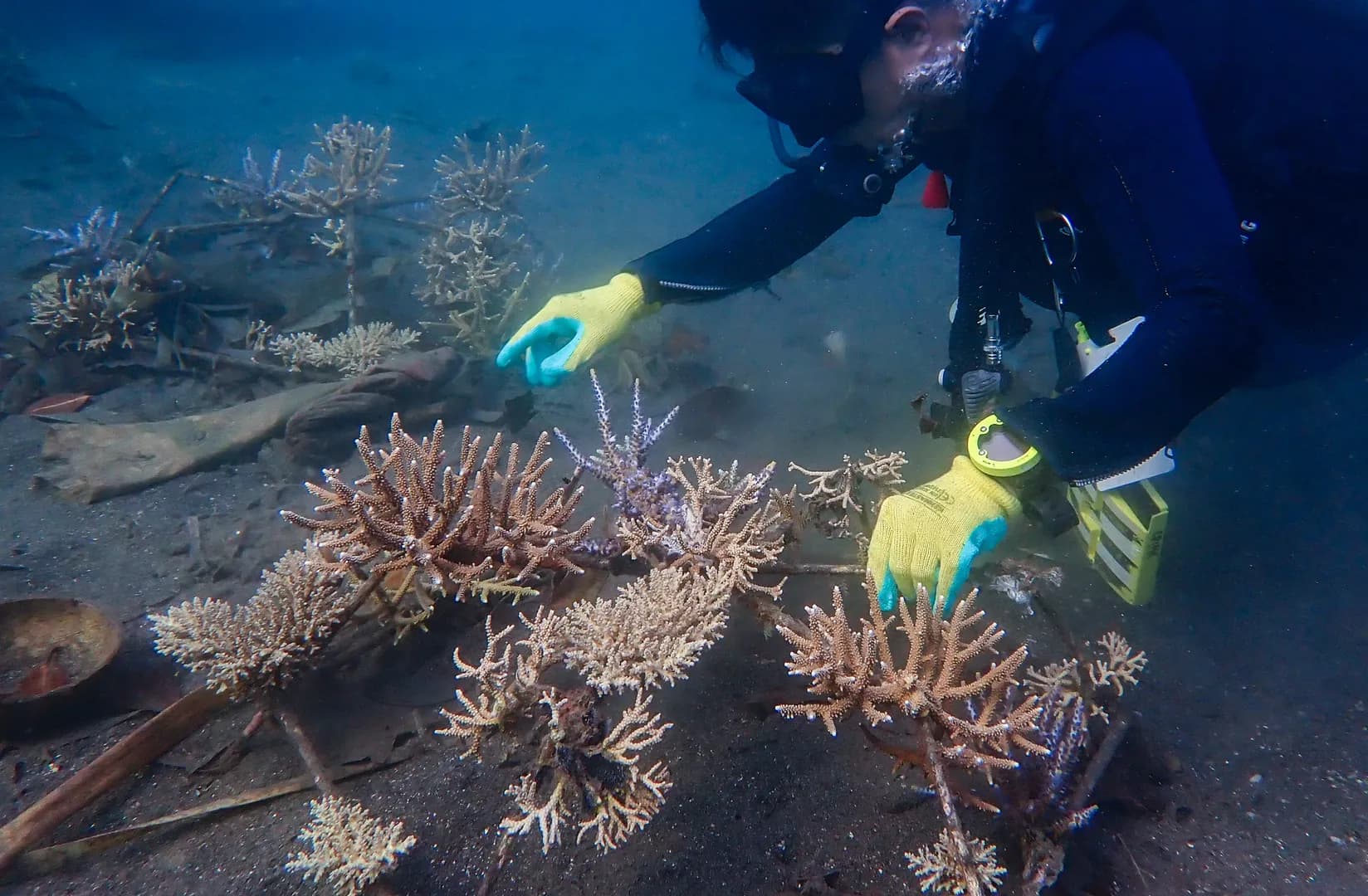 2_Coral Restoration.jpg