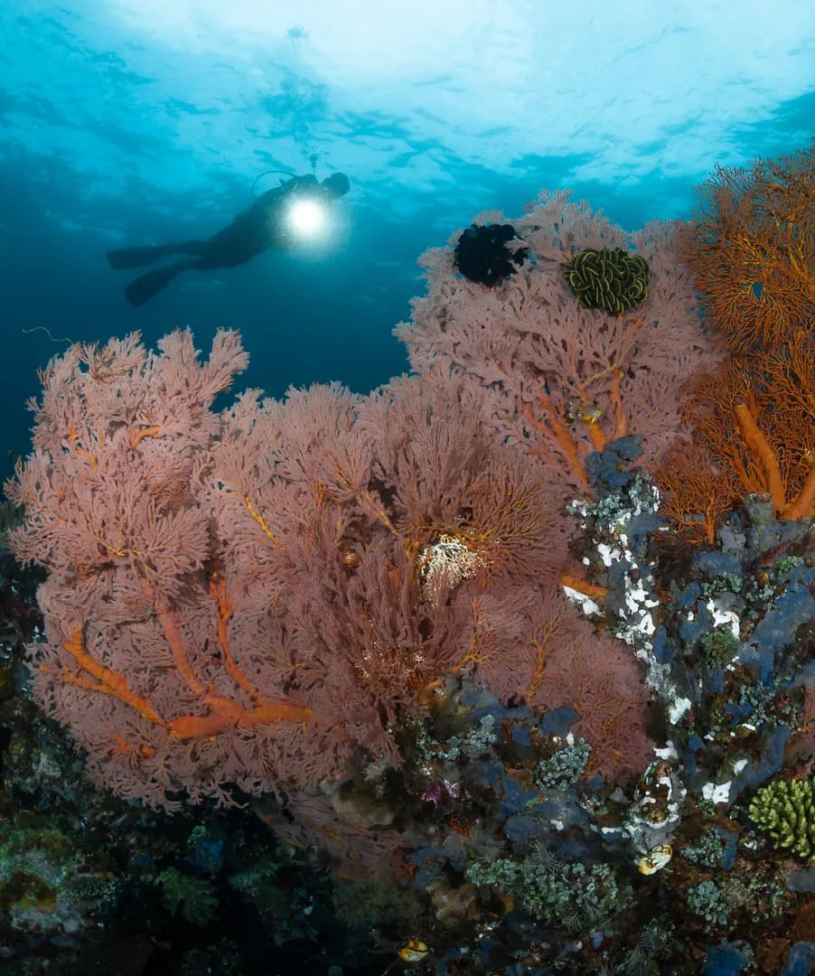 2_East Side of Lembeh.jpg