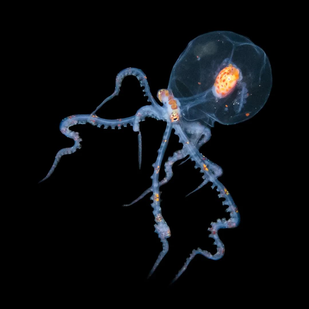 3_Blackwater Dive.jpg