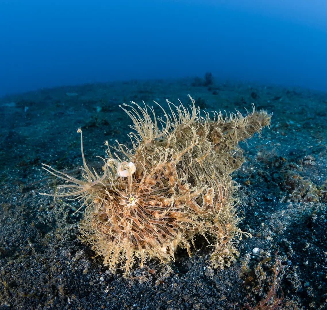 3_Hairy Frogfish.jpg