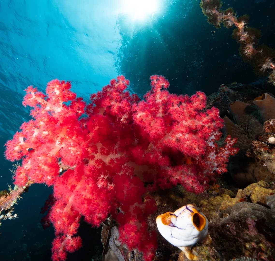 4_Pink Soft Coral.jpg