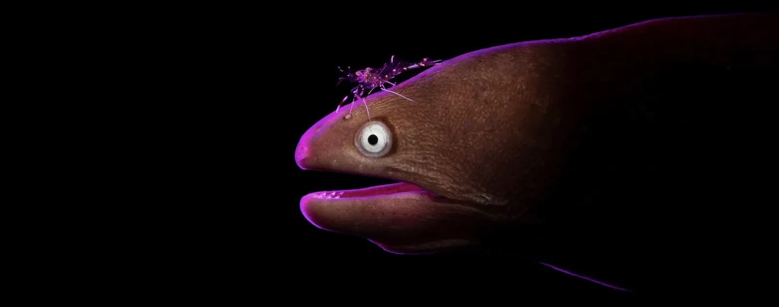 CAPTURING CRITTERS 2023