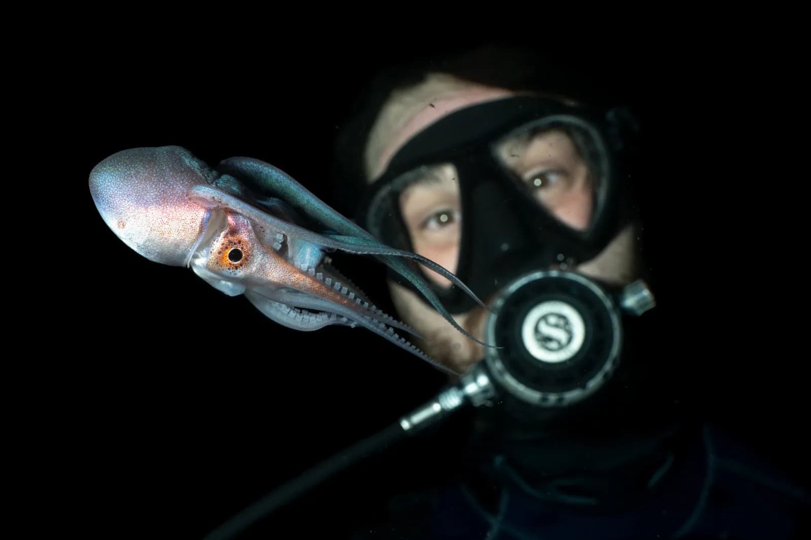 Female Blanket Octopus in front of diver - Lawrence G Watkins V