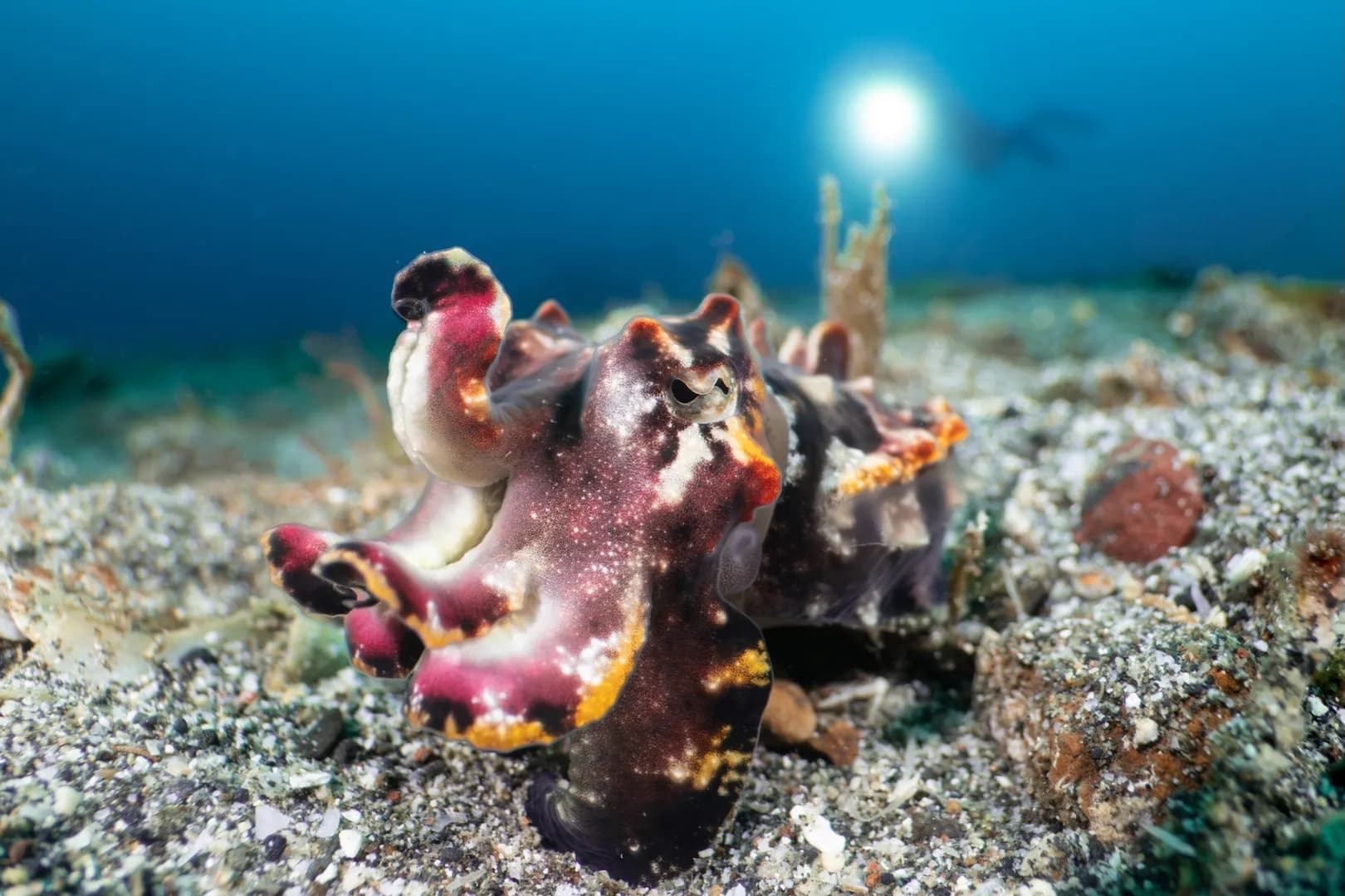 Flambuoyant Cuttlefish, Lawrence Watkins