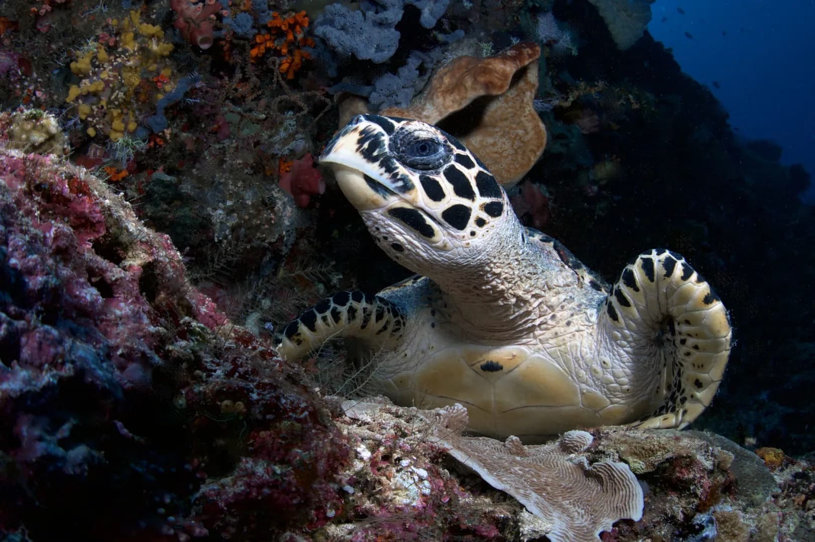 Hawksbill turtle