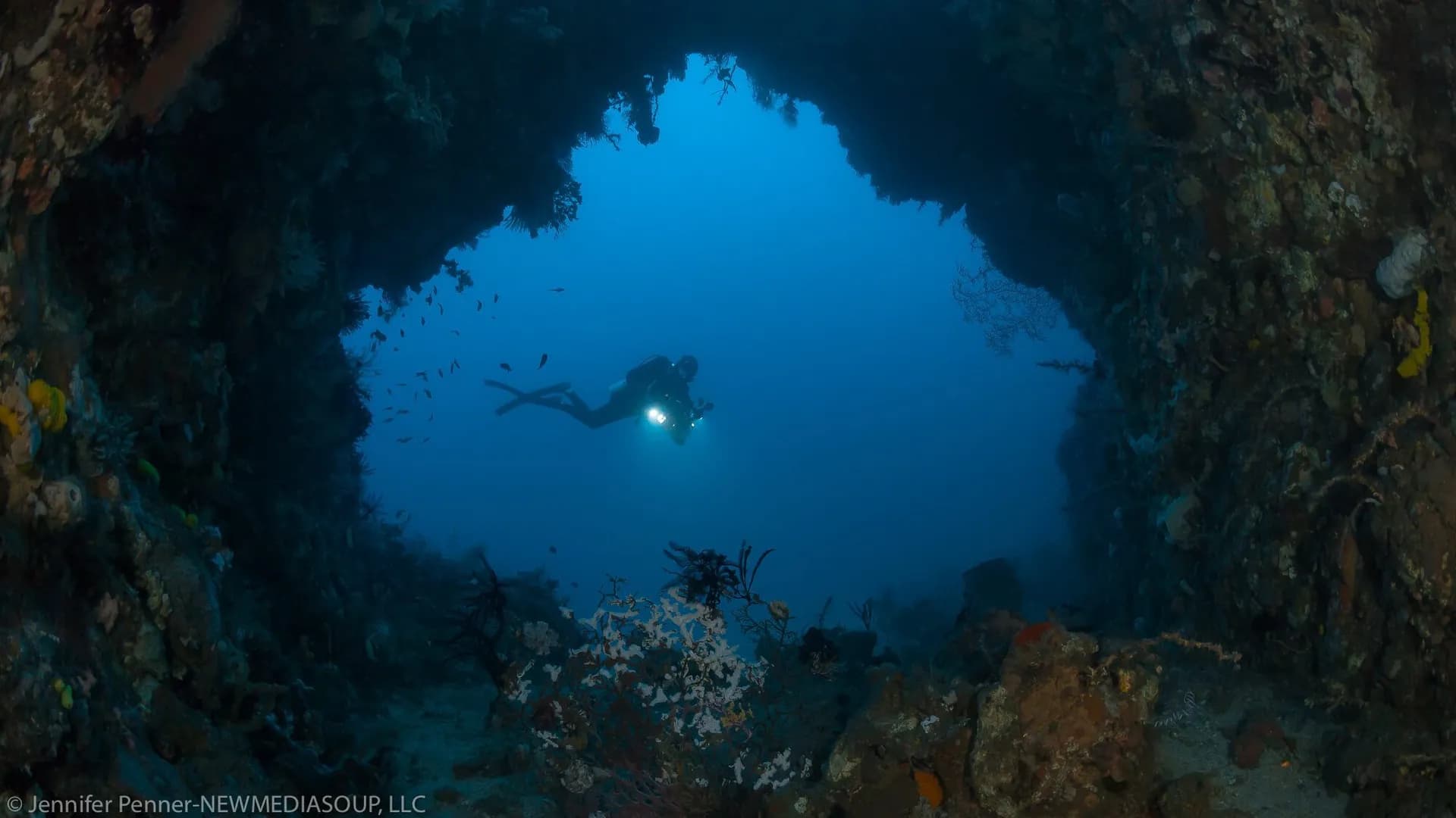 Diving at Lembeh by Jennifer Penner