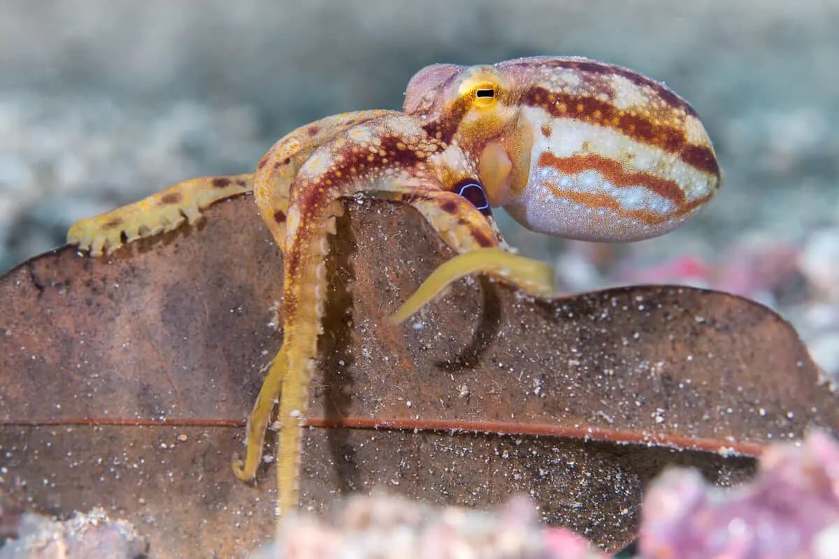 Mototi Octopus in Lembeh Strait