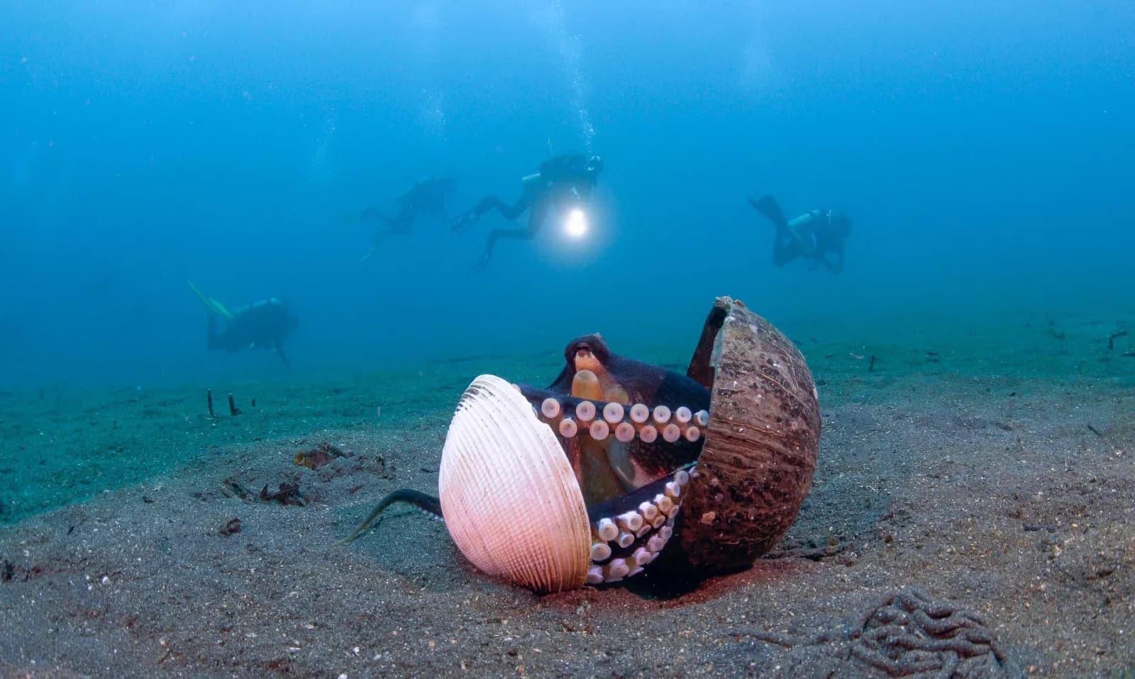 Muck Diving in Lembeh Strait