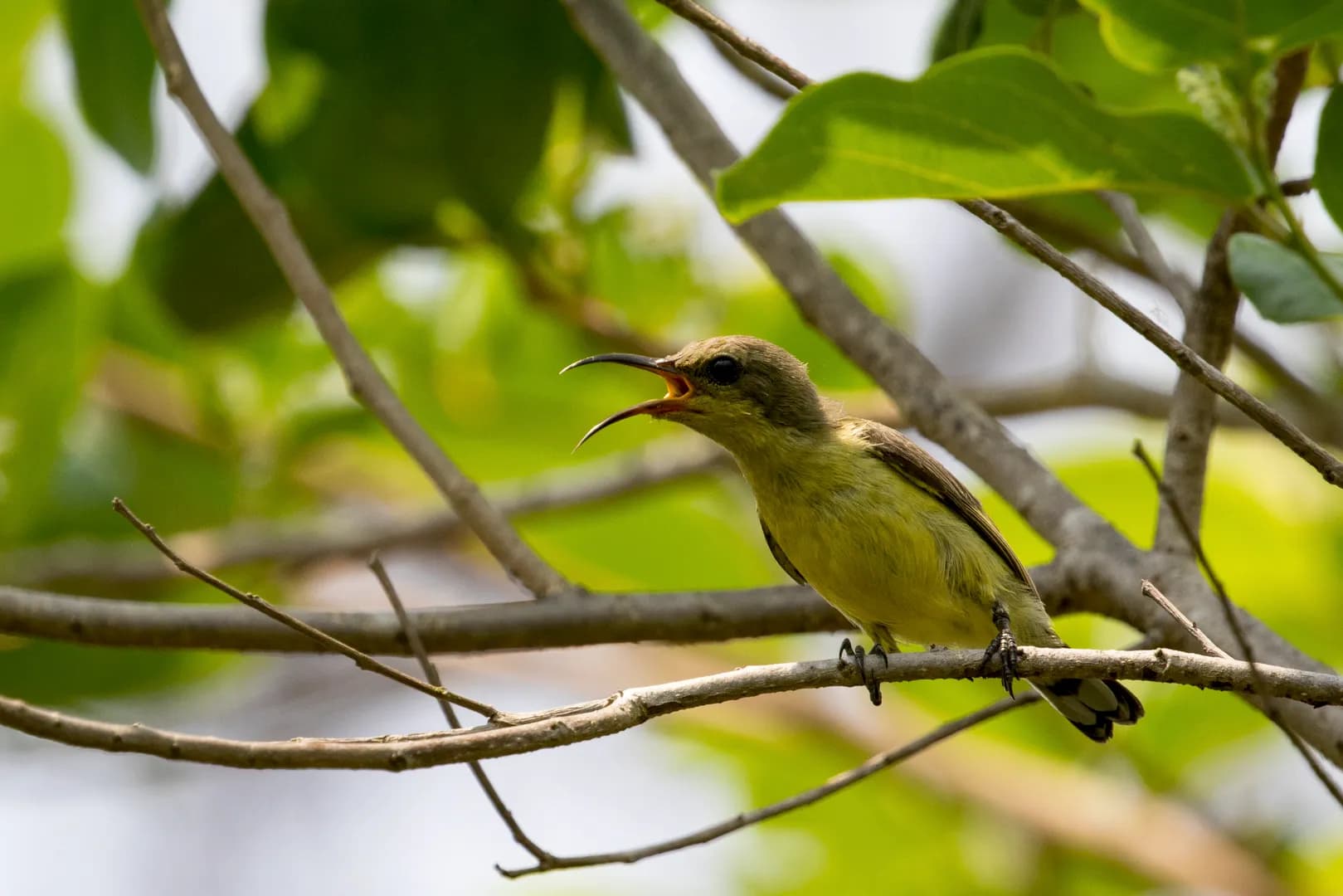 female olive-backed sunbird